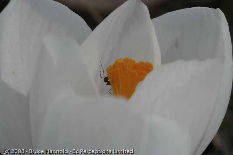 PEEK A BOO ANT